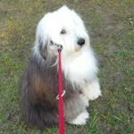 【癒しもふもふ犬】Old English Sheepdog SORA そら（girl🎀）