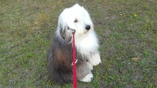 【癒しもふもふ犬】Old English Sheepdog SORA そら（girl🎀）