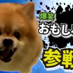 爆笑おもしろ犬🐶🐶🐶全員参戦!!　Part4