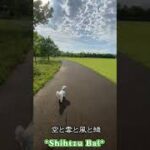 雨上がりの散歩シーズー犬バル君～最高の癒し空間～ #Shorts