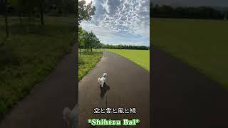 雨上がりの散歩シーズー犬バル君～最高の癒し空間～ #Shorts