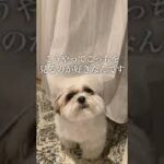 シーズー犬が何やら言いたいことがあるそうです、、、。【妄想】#Shorts / Shih Tzu has something to say.