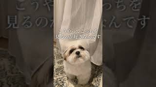 シーズー犬が何やら言いたいことがあるそうです、、、。【妄想】#Shorts / Shih Tzu has something to say.