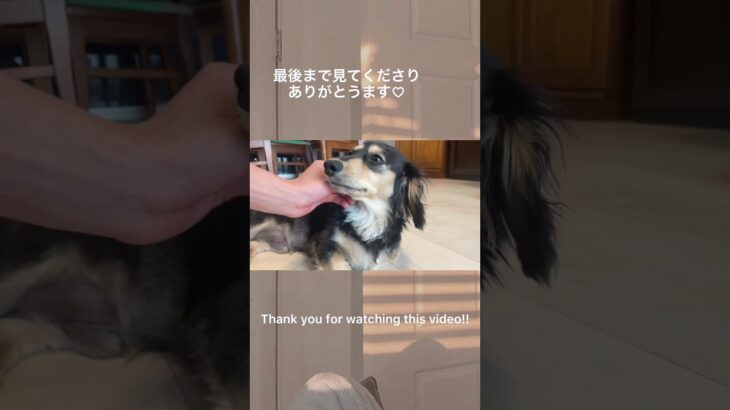 寝ている愛犬にカメラを向けると…　#Shorts #癒し #犬 #dog #かわいい #ミニチュアダックスフンド #cute