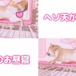 [#Shorts]柴犬きなこ🐶❤️ヘソ天がかわいい柴犬のお昼寝💕2021.5.23