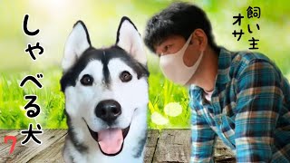 正直に白状したハスキー犬がかわいい しゃべる犬 Speaking dog #Shorts#短い動画#ショート動画