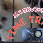 🐶TIME TRAVEL vol1 ・ポメのCoCoちゃん。【ポメラニアン】小型犬・癒し犬動画・ポメのCoCo