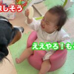 【赤ちゃんと犬】最高の笑顔とお煎餅が欲しい　バーニーズマウンテンドッグ　 bernese mountain dog