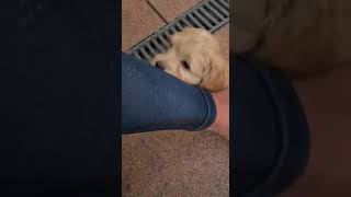 かわいい子犬cute puppy