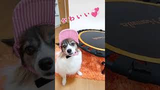 かわいいアイテム ピンク サンバイザー パピヨン犬 #shorts