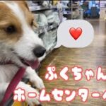【犬癒し動画】ぷくちゃんホームセンターへ行く