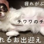 仕事帰りのママを癒してくれる我が子　※犬【チワワのチロ】