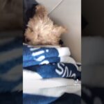 腕枕で爆睡する犬が可愛い、、