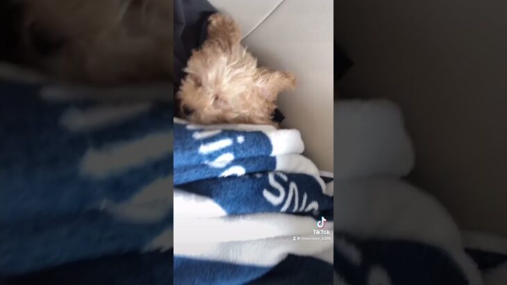 腕枕で爆睡する犬が可愛い、、