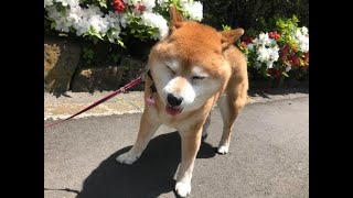 動物 癒し 春は犬もストレスがたまり不調になる！？