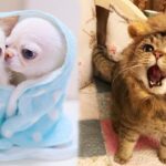 「かわいい猫と犬」 笑わないようにしようとしてください 最も面白い動物の映画