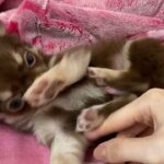 全てが可愛いチワワの子犬