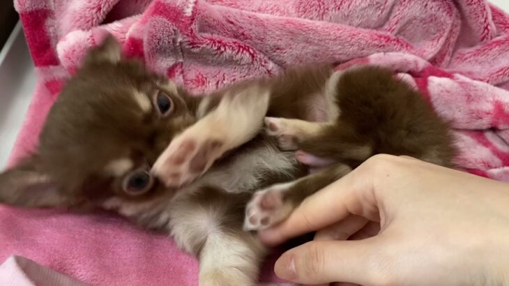 全てが可愛いチワワの子犬