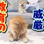 度重なるケンカを経て、弟の行動が変化【子犬】【多頭飼い】【柴犬】