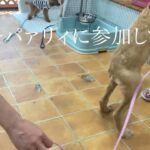 【かわいい】子犬　ラブラドゥードル　月（ゆえ　パピーパァリイに参加してみた