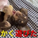 【甘える】遊んでほしく駄々をこねる子犬が可愛い！【癒し】【ミニチュアダックス】