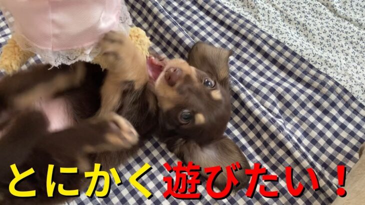 【甘える】遊んでほしく駄々をこねる子犬が可愛い！【癒し】【ミニチュアダックス】