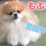 足回りのカットした犬が可愛いすぎた