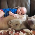 犬と赤ちゃんの戦い・犬に怒られた赤ちゃんの面白い動画・犬と赤ちゃんのハプニング