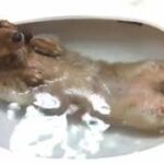 癒し犬　快感風呂