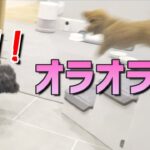 犬達の日常を観察したら面白すぎたｗ【多頭飼い】