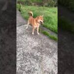 家を忘れた犬