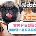 【愛犬と旅行(後編)】朝からプチハプニング。東部ワールドスクウェアで世界一周してみた🌎✨