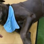 人によって服従度が変わり過ぎる犬　ママ、パパ、ボス編