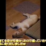 夢の中で走る姿がかわいいラブラドールレトリバーの子犬【こまちの日常動画】