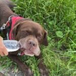 おバカおじいちゃん犬のクセの強い散歩ルーティン