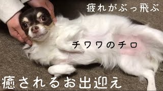 仕事帰りのママを癒してくれる我が子　※犬【チワワのチロ】