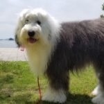 【癒しもふもふ犬】Old English Sheepdog SORA そら（girl🎀）