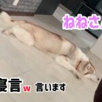 寝言がウケるw【夢は何？】#多頭飼い #犬好き #ワンコ #ハスキー犬 #いぬ #かわいい #大型犬 #癒し #husky #shorts #TikTok