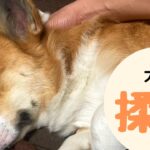 【犬にも癒しのマッサージ】1分で眠れるドッグマッサージ動画