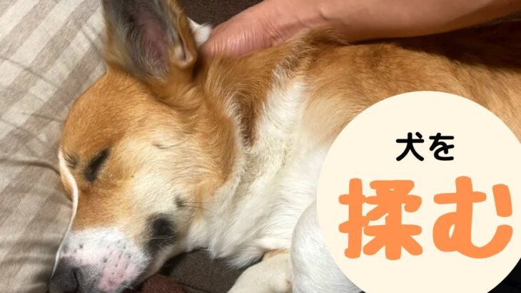 【犬にも癒しのマッサージ】1分で眠れるドッグマッサージ動画