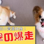 【パピヨン】2年前は超元気！テンション爆上げ犬【老犬】【爆走】