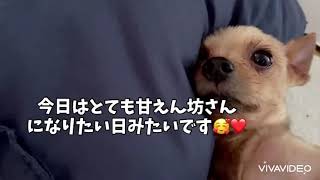 幸せな2人の時間♡#犬#成犬#ヨークシャテリア#ヨーキー#男の子#可愛い#幸せな時間#可愛い#癒し