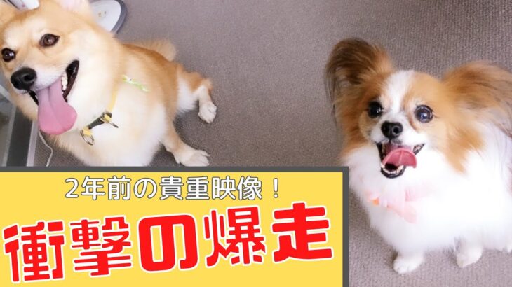 【パピヨン】2年前は超元気！テンション爆上げ犬【老犬】【爆走】