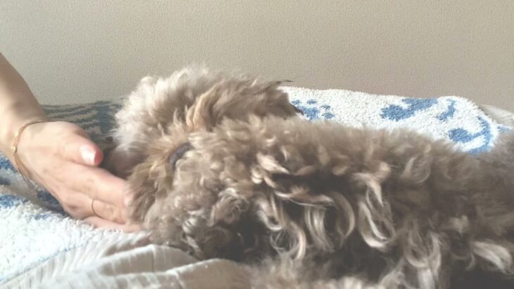 【2度寝に誘う犬】🐶日曜朝の癒し時間〜 Wake up!!! Lazy dog @bed