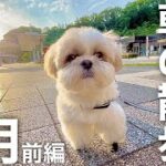 【癒し動画】シーズー犬の早朝お散歩ルーティン！（2021年5月前編）2年目突入！/ Shih Tzu takes a walk every morning in May.