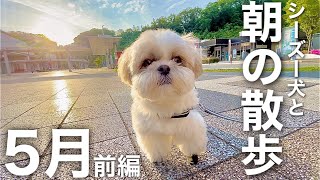 【癒し動画】シーズー犬の早朝お散歩ルーティン！（2021年5月前編）2年目突入！/ Shih Tzu takes a walk every morning in May.