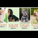 2021年度かわいい犬ランキングTop10