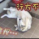 21.6.4 犬がダメになる…いいお天気‼︎