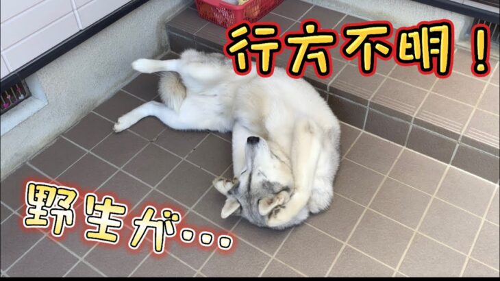 21.6.4 犬がダメになる…いいお天気‼︎