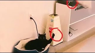 [おもしろい] 最高におもしろ犬, 猫, 動物のハプニング, 失敗画像集, アニマルセラピー #26